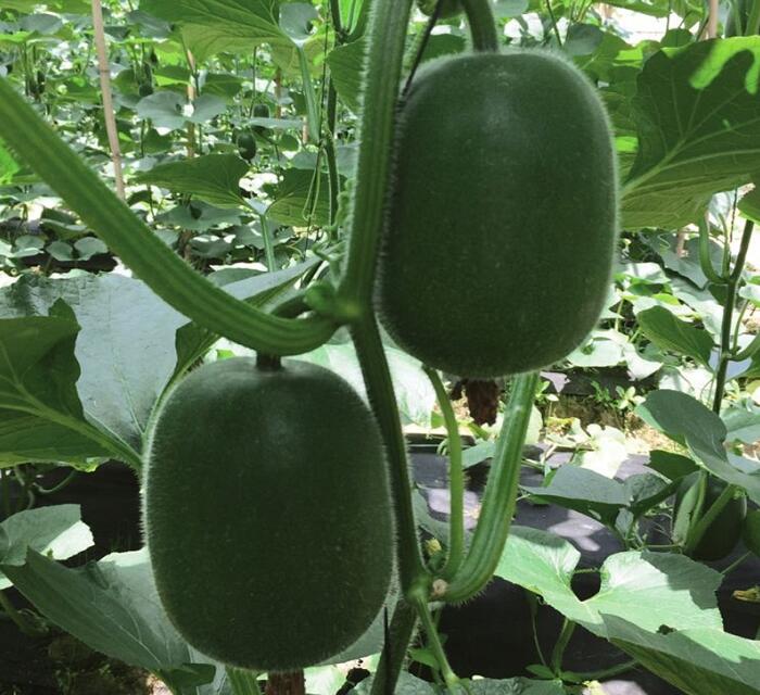 節瓜種植基地